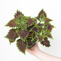 Coleus scutellarioides 'Main Street Bourbon Street'