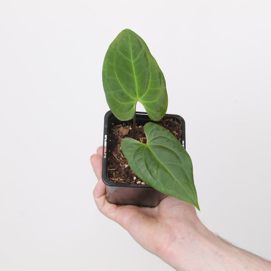 Anthurium Blue Papi x Dark Phoenix Plants GrowTropicals