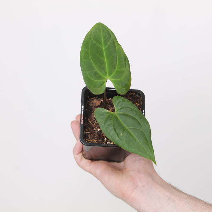 Anthurium Blue Papi x Dark Phoenix Plants GrowTropicals