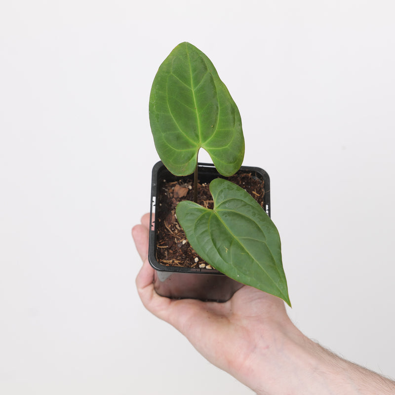 Anthurium Blue Papi x Dark Phoenix Plants GrowTropicals