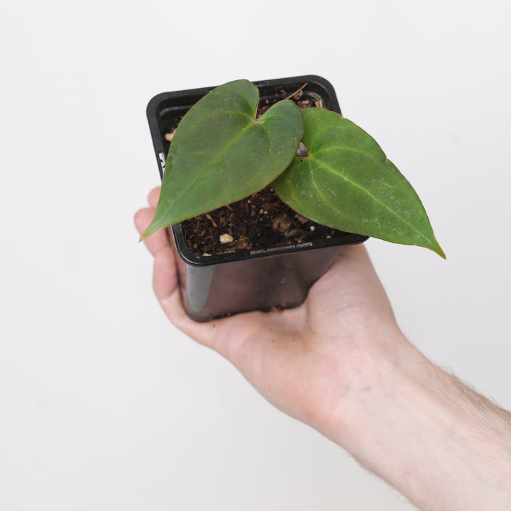 Anthurium Blue Papi x Dark Phoenix Plants GrowTropicals