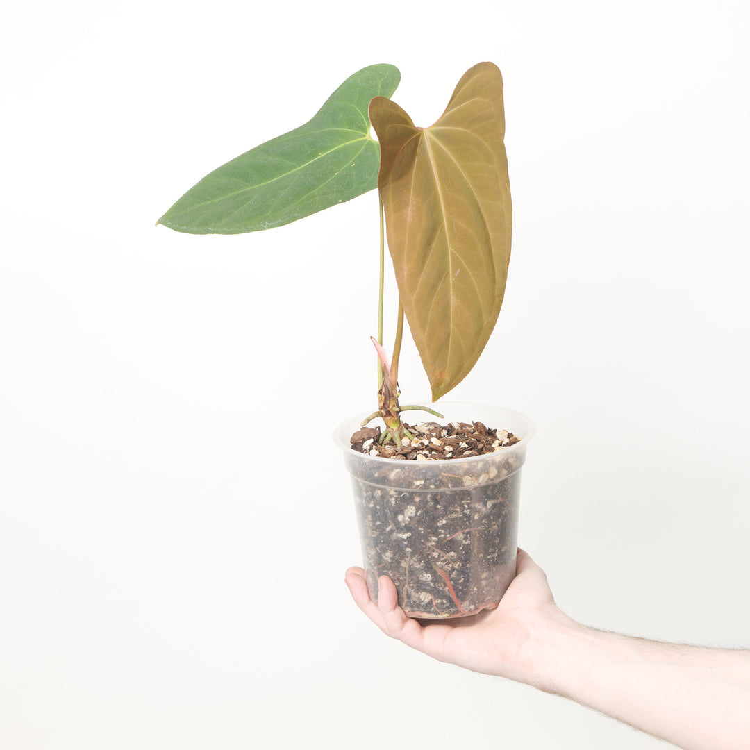 Anthurium Blue Papi x Portilliae 12cm #5 Plants GrowTropicals