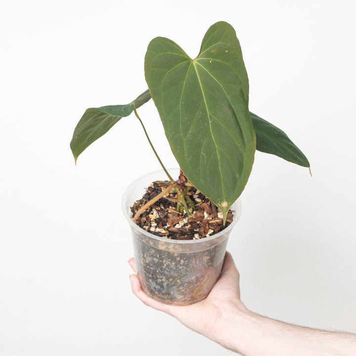 Anthurium Blue Papi x Portilliae 15cm #18 Plants GrowTropicals