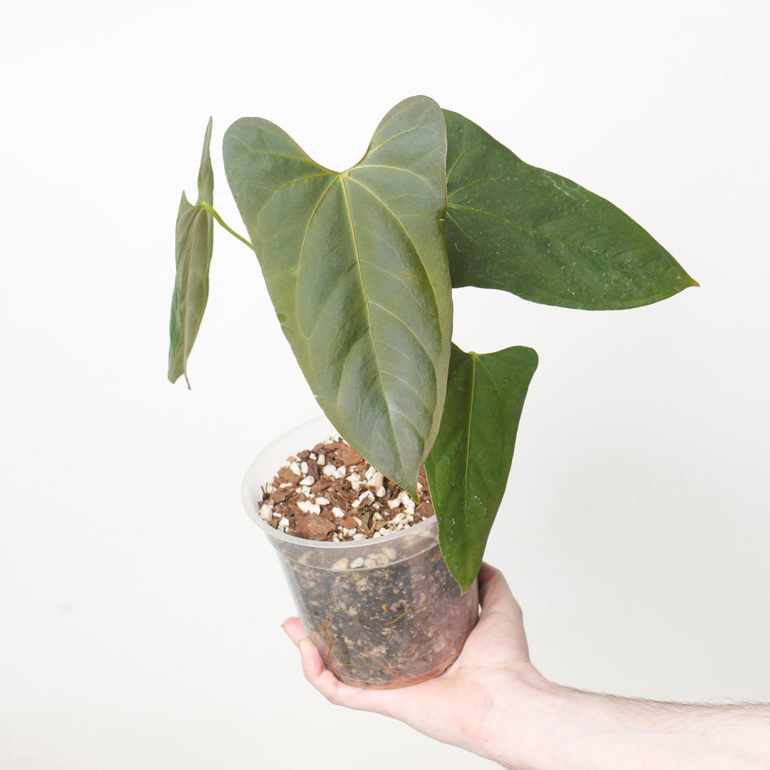 Anthurium Blue Papi x Portilliae 15cm #1 Plants GrowTropicals