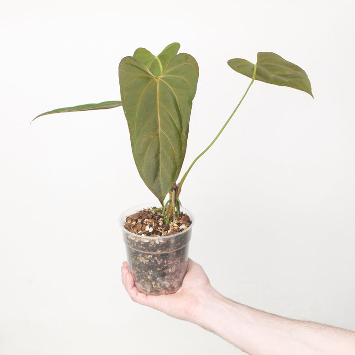 Anthurium Blue Papi x Portilliae 12cm #2 Plants GrowTropicals