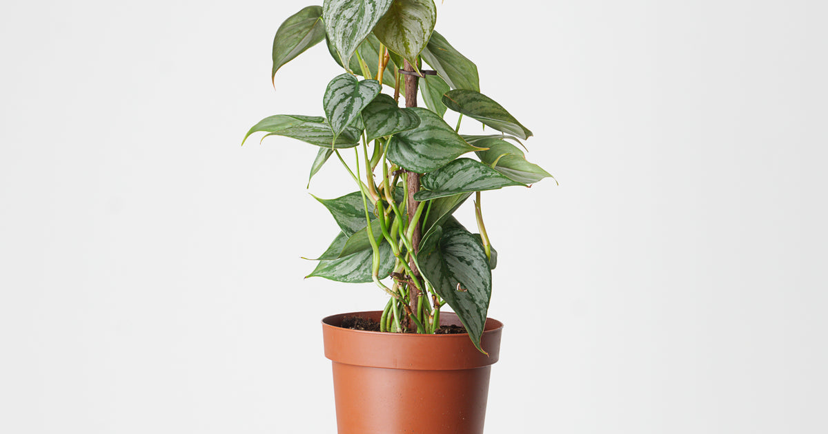 philodendron brandtianum ebay Philodendron brandtianum | Plants