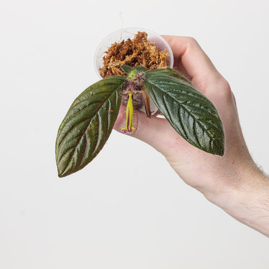 Columnea brenneri Plants GrowTropicals