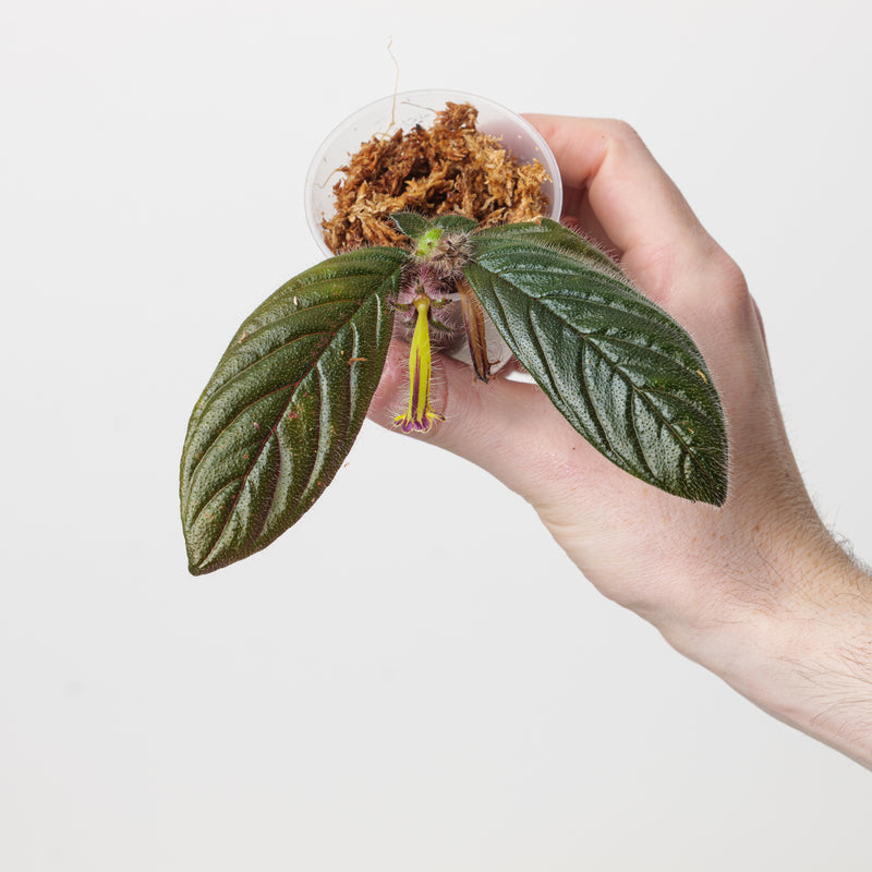 Columnea brenneri Plants GrowTropicals