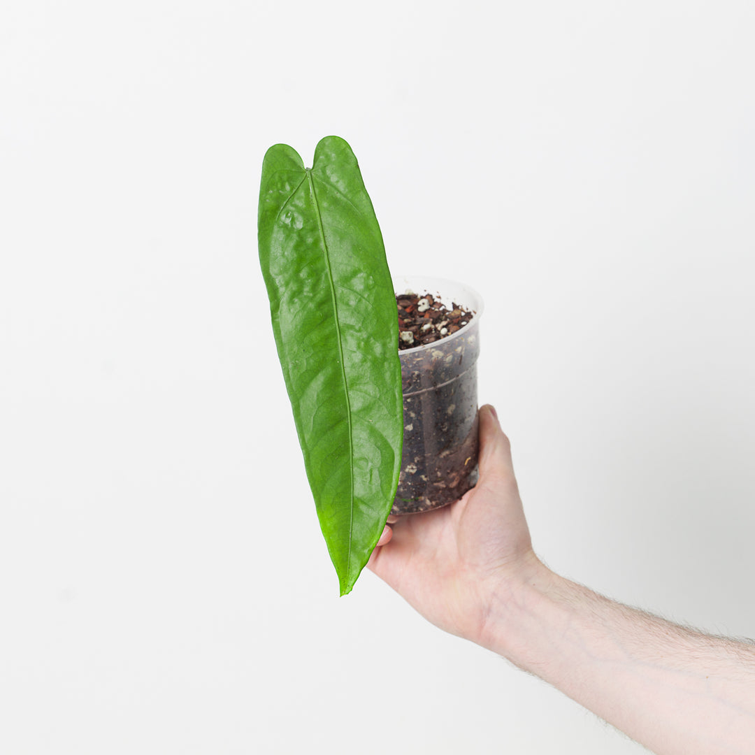 anthurium breviscapum Anthurium breviscapum | Plants