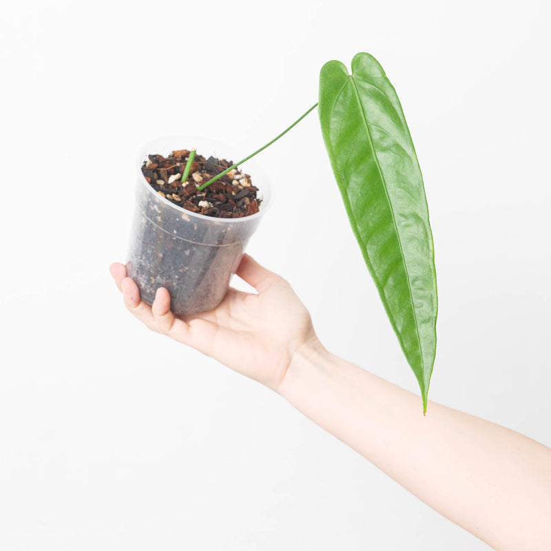 Anthurium breviscapum — 12cm (Exact Plant)