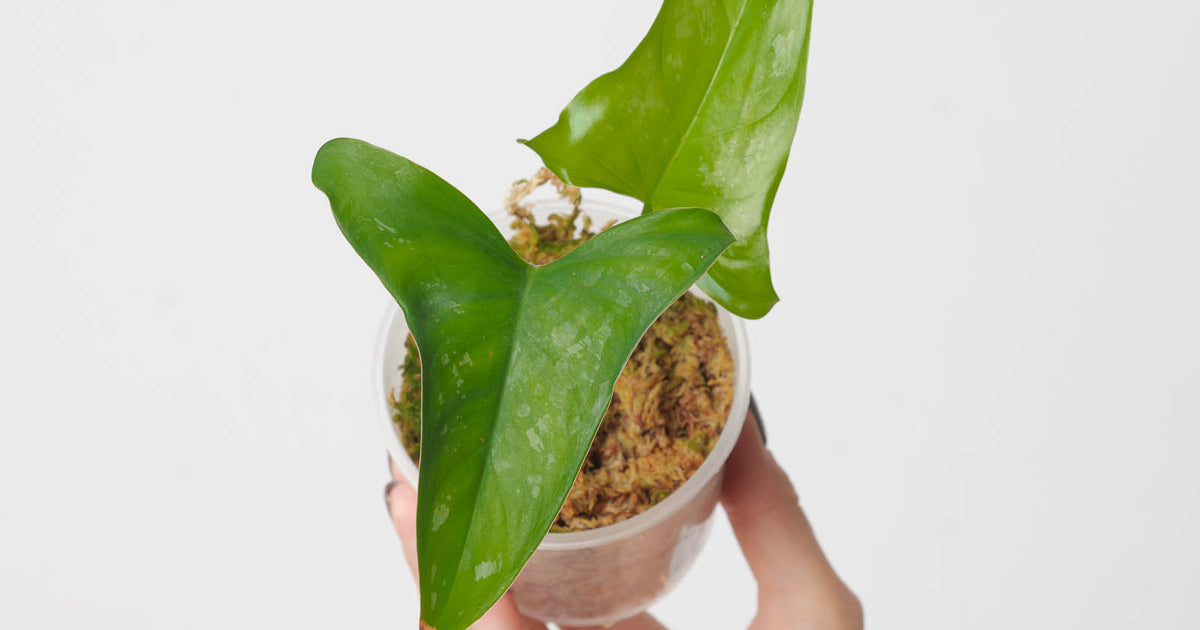 philodendron brevispathum Philodendron brevispathum | Plants