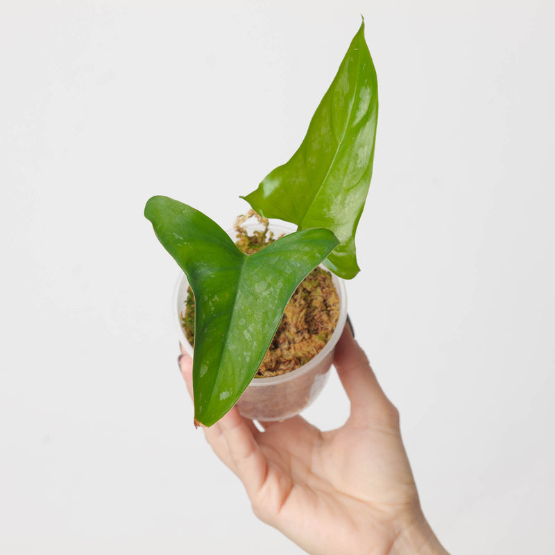 Philodendron brevispathum 9cm Plants GrowTropicals