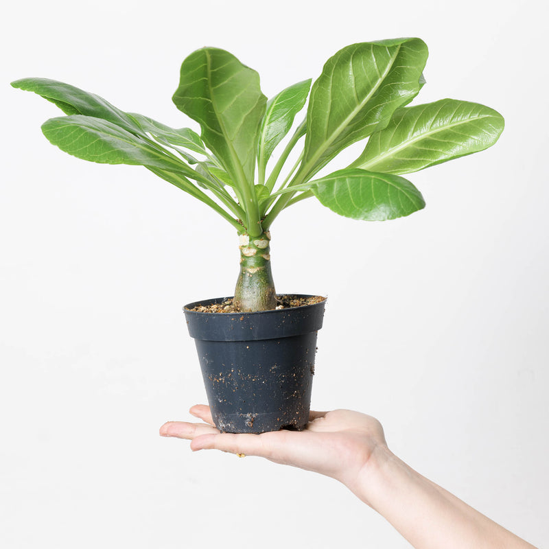 Brighamia insignis — 12cm