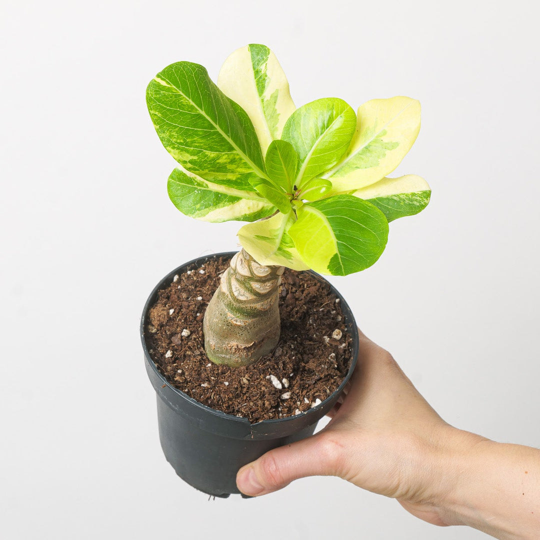 Brighamia insignis Variegaed | Variegated Hawaiian Palm 12cm Plants GrowTropicals