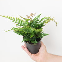 Dryopteris erythrosora 'Brilliance'