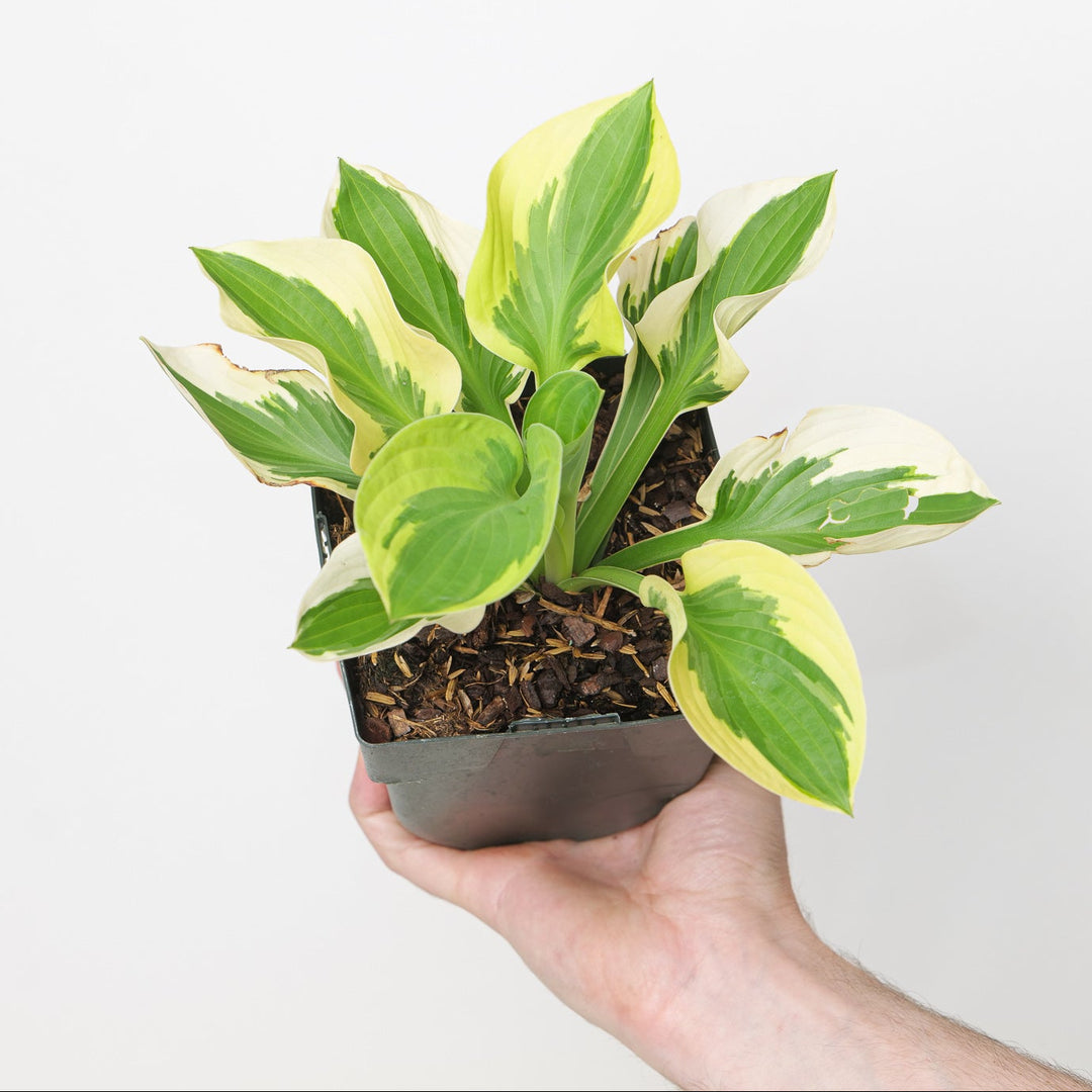 Hosta 'Brim Cup'