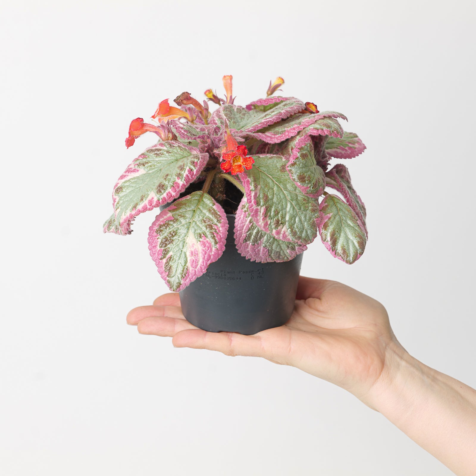 Pink Brocade Episcia Pink Brocade | Plants | GrowTropicals.com