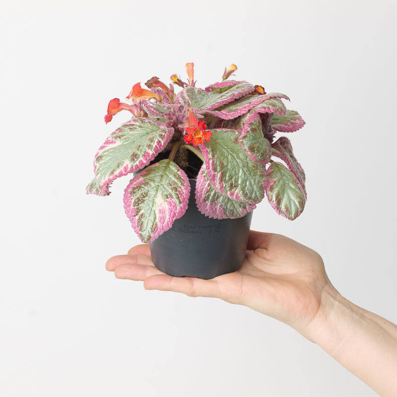 Episcia Pink Brocade 12cm Plants GrowTropicals
