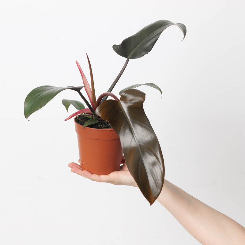 Philodendron 'Florida Bronze' 12cm Plants GrowTropicals
