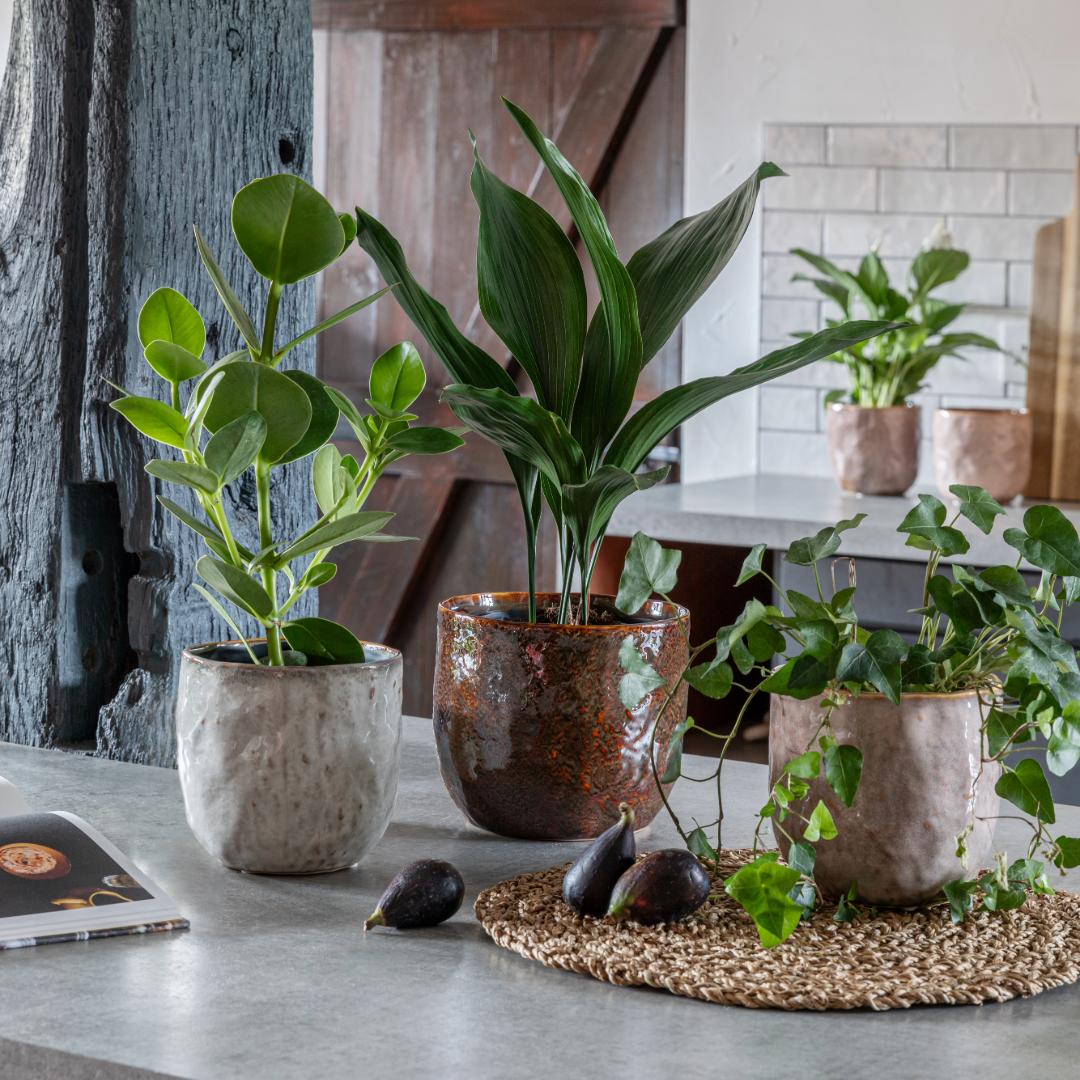 Brooke Rustic Glazed Pot - Blush Pots & Planters Ivyline