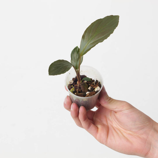 Homalomena sp. brown/green 6cm Plants GrowTropicals