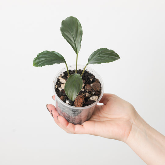 Homalomena sp. brown/green 9cm Plants GrowTropicals