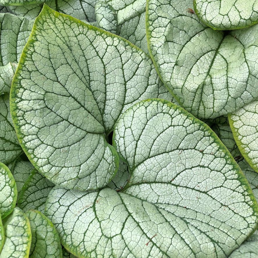 Brunnera macrophylla 'Silver Heart' Plants - Outdoor GROW TROPICALS