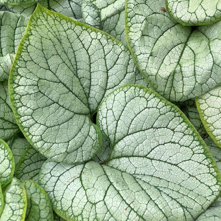 Brunnera macrophylla 'Silver Heart' Plants - Outdoor GROW TROPICALS
