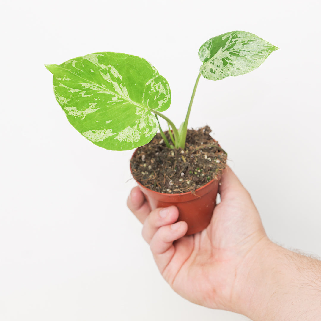 Monstera deliciosa 'Bulbasaur'