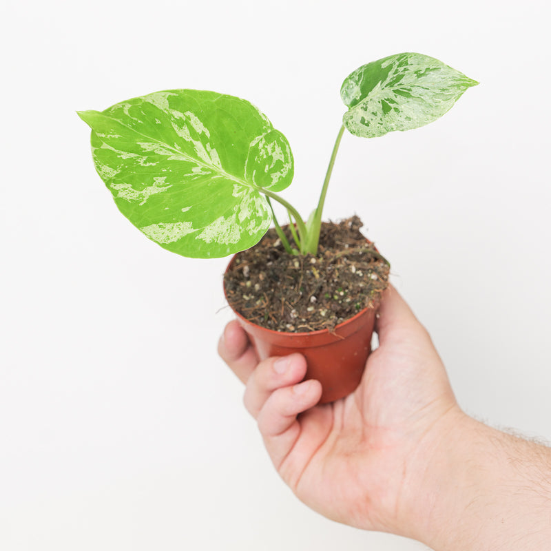 Monstera deliciosa 'Bulbasaur' Plants GrowTropicals