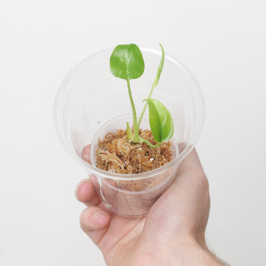 Monstera Bulbasaur (Plantlet) Plants GrowTropicals