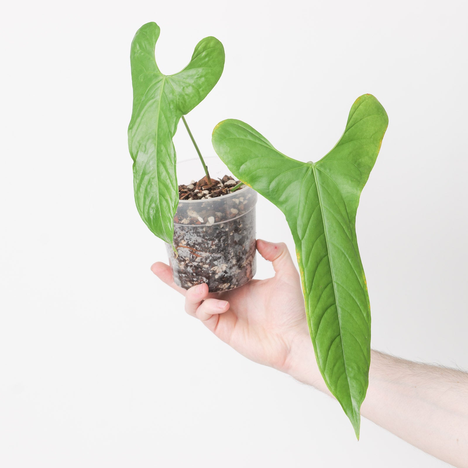 anthurium pandurilaminum Anthurium pandurilaminum | Plants