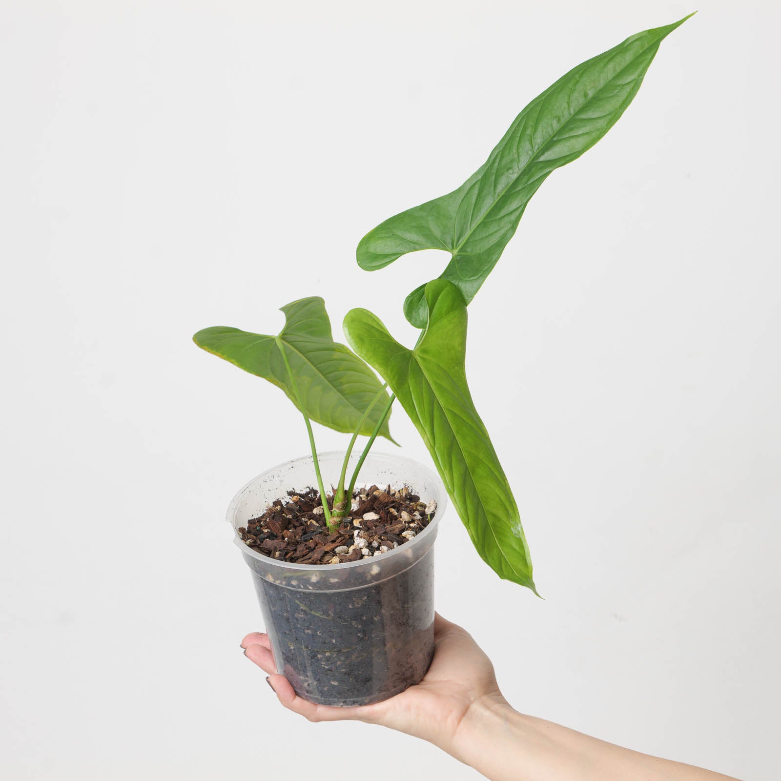 anthurium bullatus Anthurium pandurilaminum | Plants