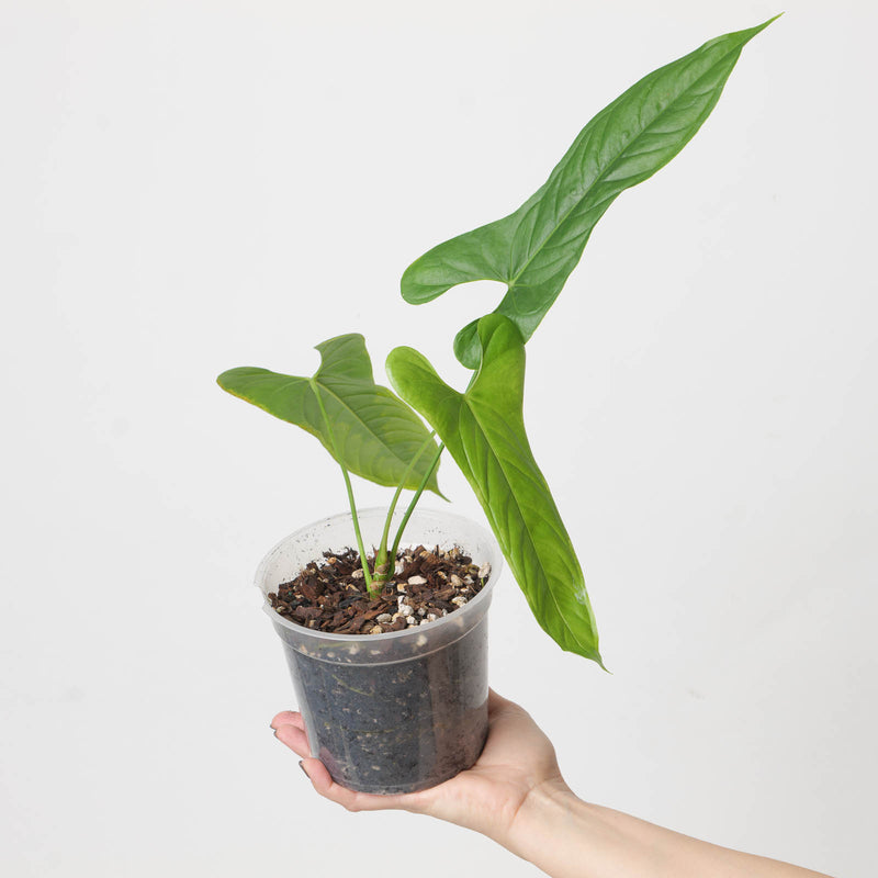 Anthurium pandurilaminum 15cm Plants GrowTropicals