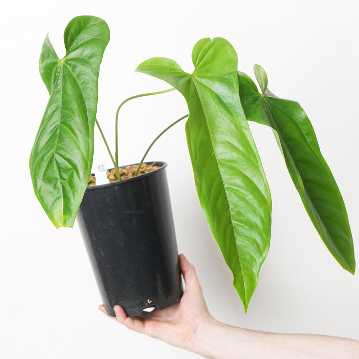 Anthurium pandurilaminum | Anthurium bullatus 17cm Plants GrowTropicals