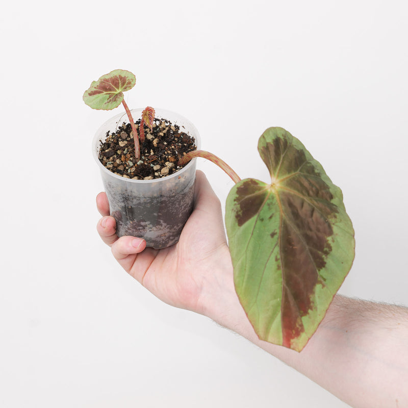 Begonia burkillii 'Silver Edge' Plants GrowTropicals