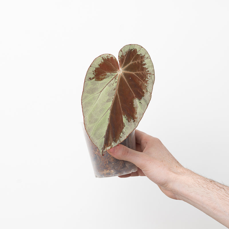Begonia burkillii 'Silver Edge' Plants GrowTropicals