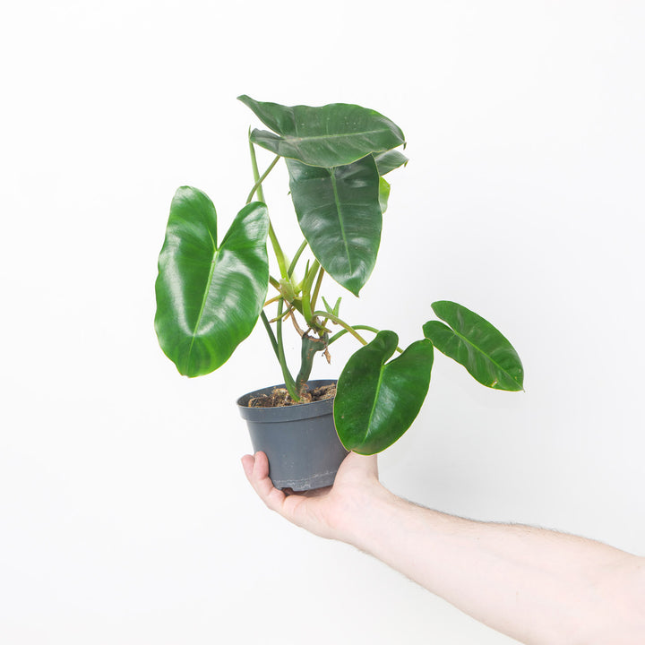 Philodendron Burle-Marx 12cm Plants GrowTropicals