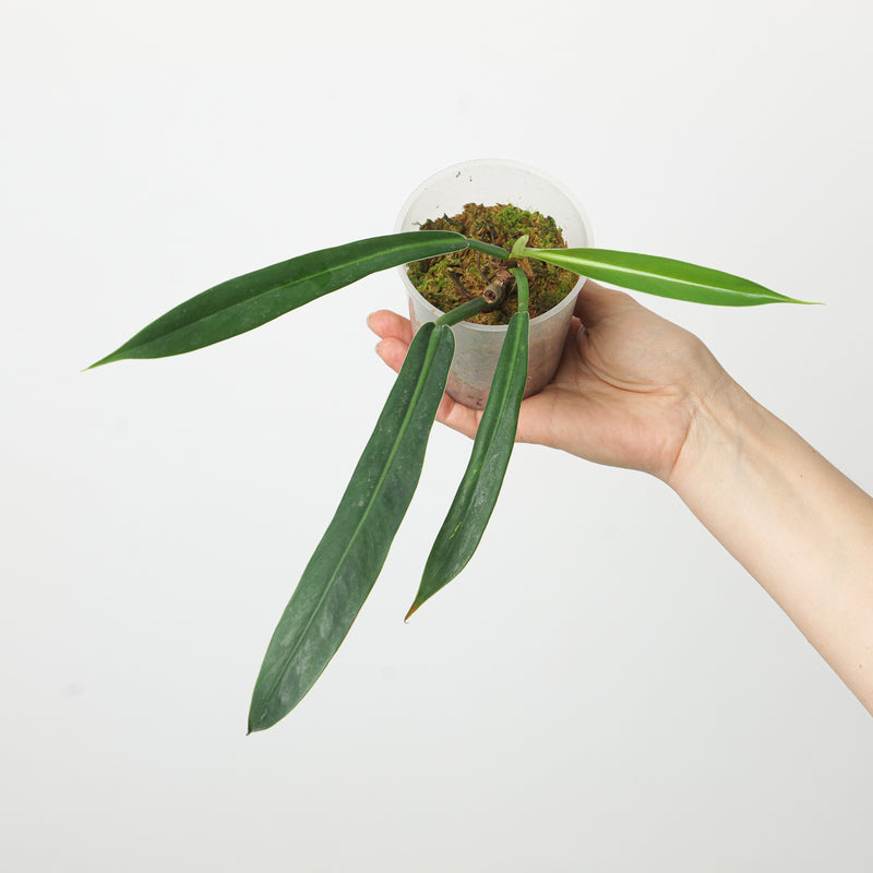 Philodendron Burle Marxii aff Plants GrowTropicals