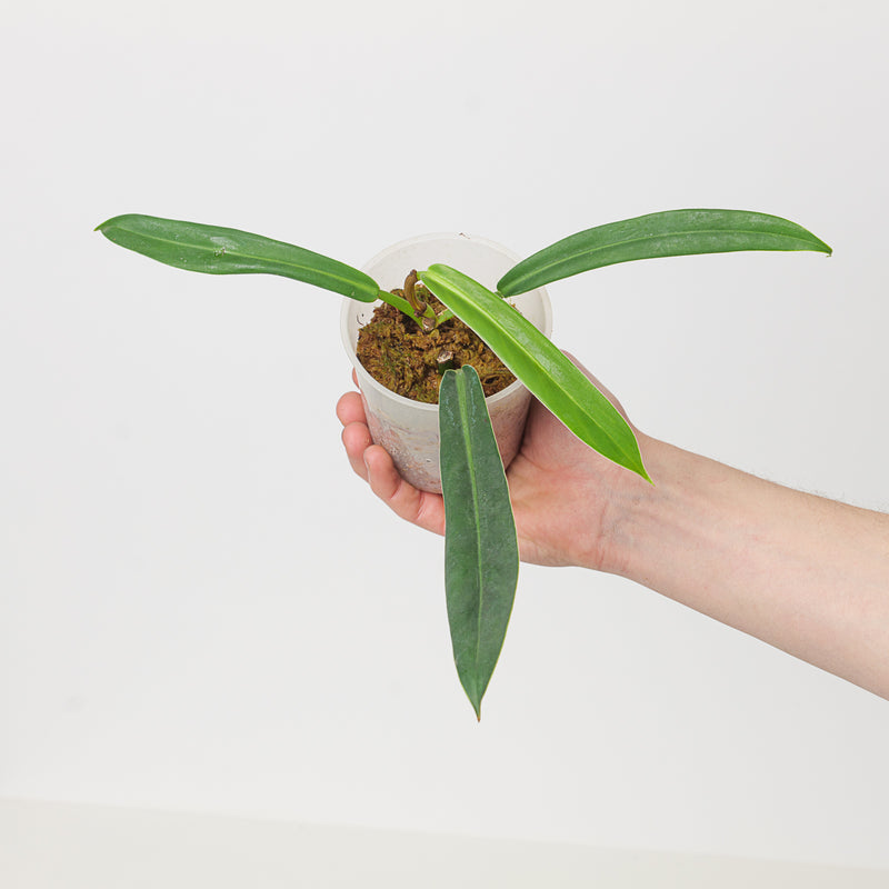 Philodendron Burle Marxii aff Plants GrowTropicals