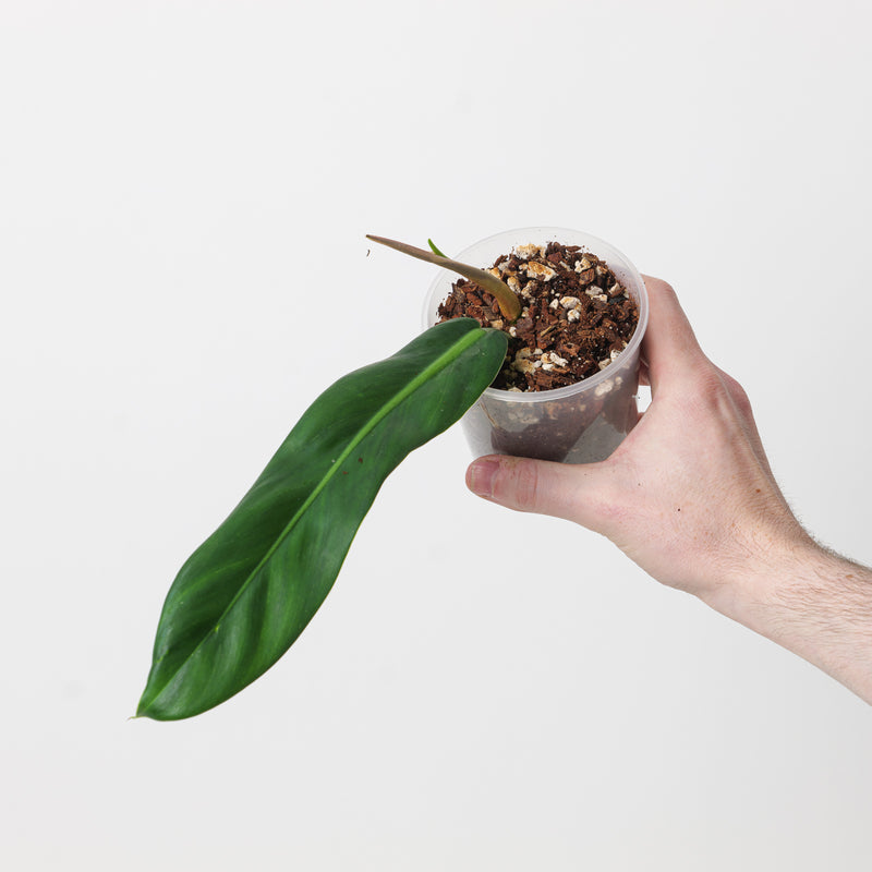 Philodendron Burle Marxii aff Plants GrowTropicals
