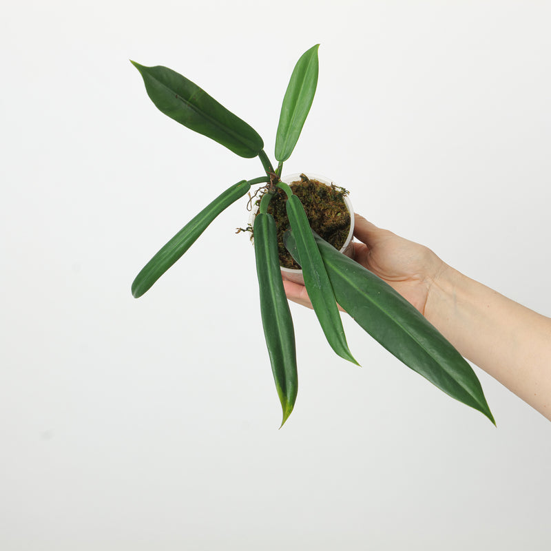 Philodendron Burle Marxii aff Plants GrowTropicals