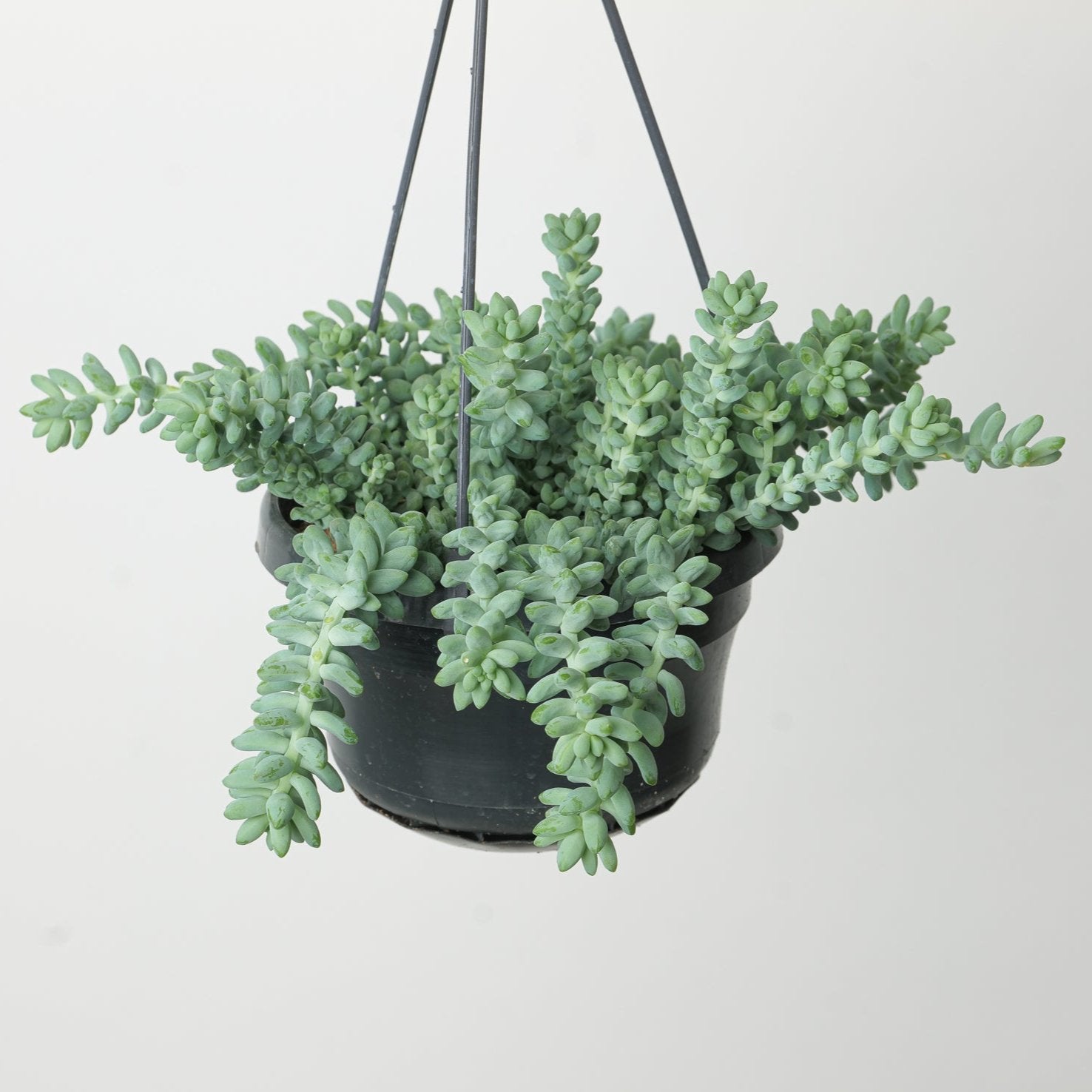 burrito succulent plant Sedum morganianum 'Burrito'