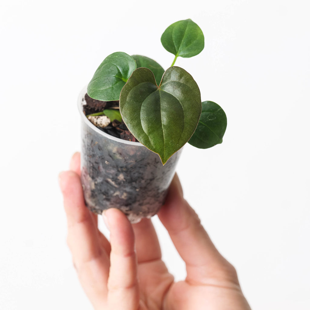 Anthurium BVEP (Antolakii) x Lux | Plants | GrowTropicals.com