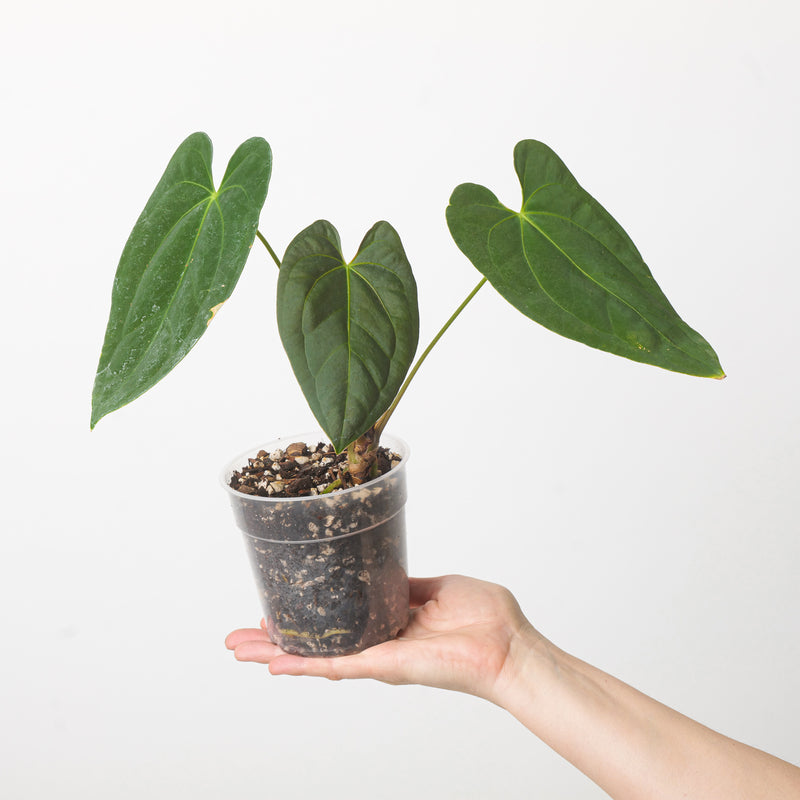 Anthurium BVIT xSelf Plants GrowTropicals