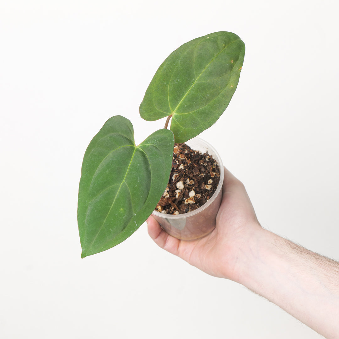 Anthurium BVIT x Dark Phoenix 9cm #1 Plants GrowTropicals