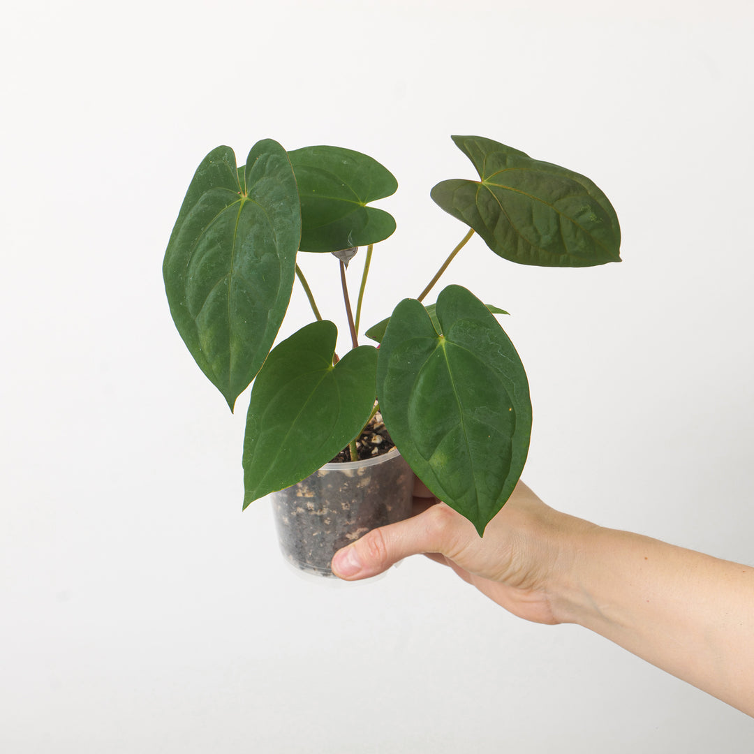 Anthurium BVIT x Dark Phoenix Plants GrowTropicals