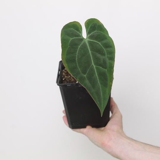 Anthurium BVIT x Naomi 15cm Plants GrowTropicals