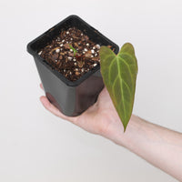 Anthurium BVIT x Naomi