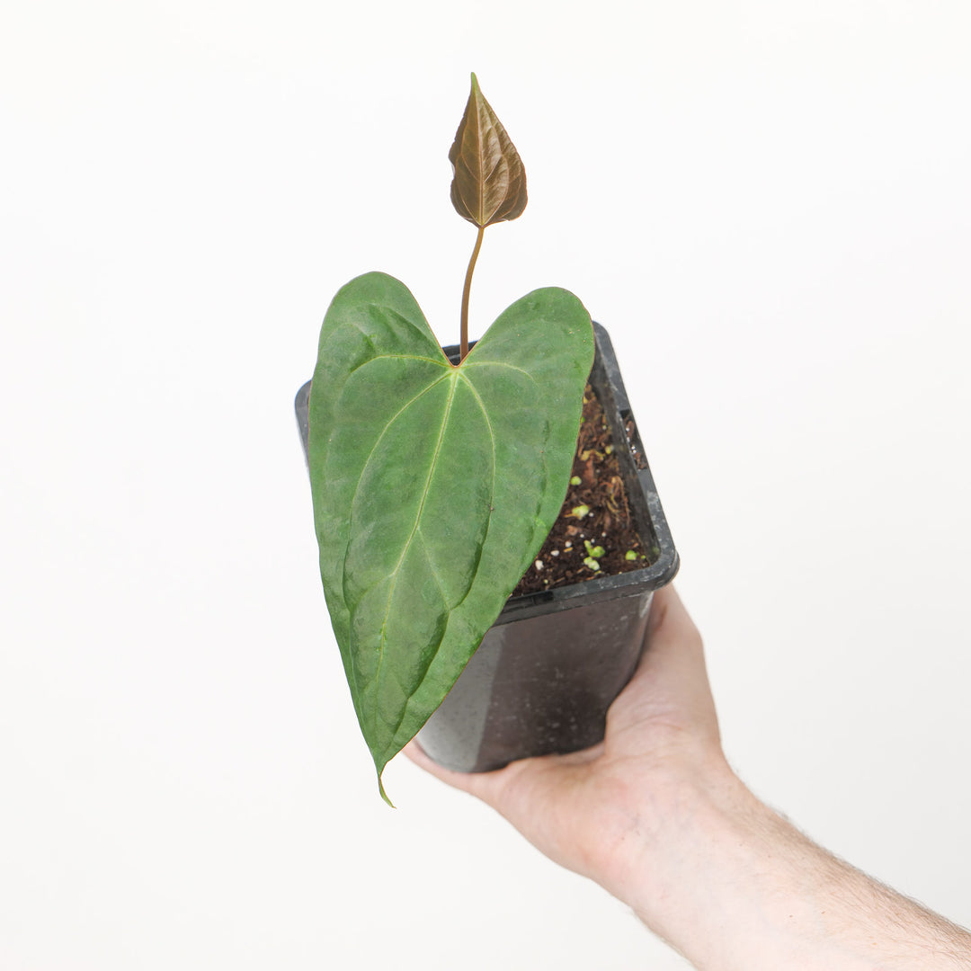 Anthurium BVIT x Naomi Plants GrowTropicals